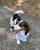 Chase, a male Dachshund for sale in Salemburg, NC – 1 of 2