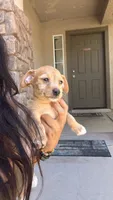 Smiley, a female Doxiepoo for sale in San Tan Valley, AZ – 5 of 10