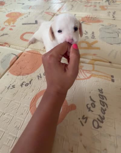 Bobby, a male Doxiepoo for sale in San Tan Valley, AZ – 10 of 10