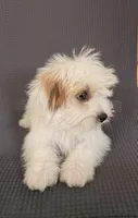Jasmine , a female Shih Tzu for sale in San Tan Valley, AZ – 4 of 10