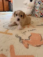 Spots , a male Doxiepoo for sale in San Tan Valley, AZ – 7 of 9
