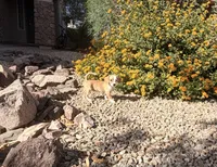 Spotie, a female Doxiepoo for sale in San Tan Valley, AZ – 5 of 10