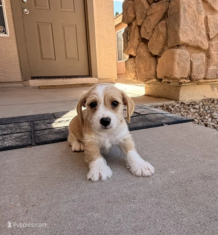 Spots  – Doxiepoo puppy for sale in San Tan Valley, AZ
