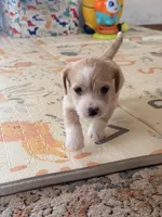 Spots , a male Doxiepoo for sale in San Tan Valley, AZ – 9 of 9