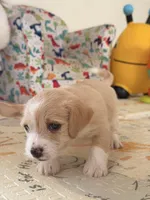 Spots , a male Doxiepoo for sale in San Tan Valley, AZ – 8 of 9