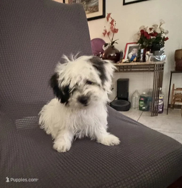 Stella  – Shih Tzu puppy for sale in San Tan Valley, AZ