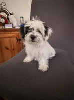 Stella , a female Shih Tzu for sale in San Tan Valley, AZ – 9 of 10
