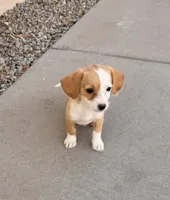 Spotie, a female Doxiepoo for sale in San Tan Valley, AZ – 3 of 10