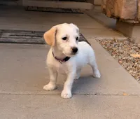 Sparkle , a female Doxiepoo for sale in San Tan Valley, AZ – 5 of 10