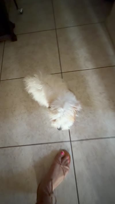 Jasmine , a female Shih Tzu for sale in San Tan Valley, AZ – 10 of 10