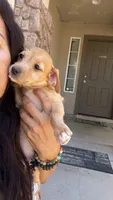 Smiley, a female Doxiepoo for sale in San Tan Valley, AZ – 7 of 10