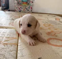 Bobby, a male Doxiepoo for sale in San Tan Valley, AZ – 4 of 10