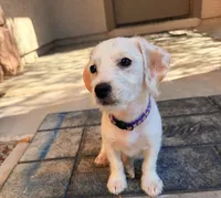 Linda, a female Doxiepoo for sale in San Tan Valley, AZ – 6 of 10