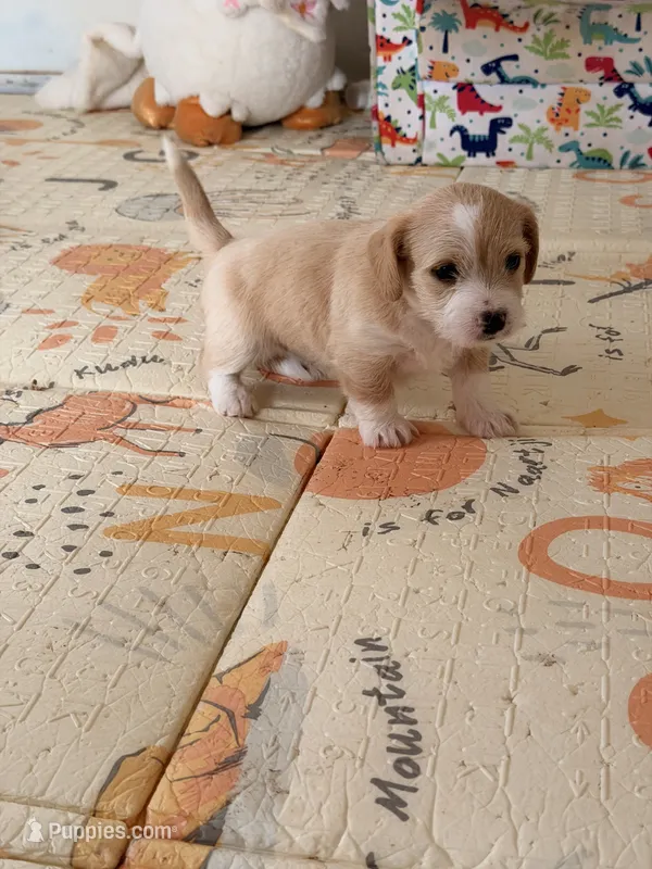 Spots  – Doxiepoo puppy for sale in San Tan Valley, AZ