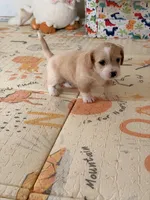 Spots , a male Doxiepoo for sale in San Tan Valley, AZ – 1 of 9