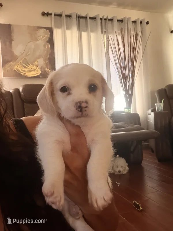 Bobby – Doxiepoo puppy for sale in San Tan Valley, AZ