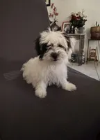 Stella , a female Shih Tzu for sale in San Tan Valley, AZ – 7 of 10
