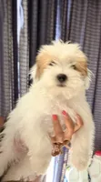 Jasmine , a female Shih Tzu for sale in San Tan Valley, AZ – 2 of 10