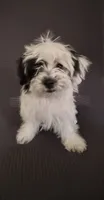 Stella , a female Shih Tzu for sale in San Tan Valley, AZ – 3 of 10