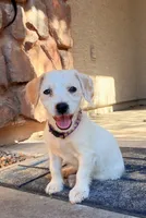 Linda, a female Doxiepoo for sale in San Tan Valley, AZ – 5 of 10