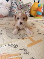 Spots , a male Doxiepoo for sale in San Tan Valley, AZ – 4 of 9