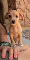 Smiley, a female Doxiepoo for sale in San Tan Valley, AZ – 2 of 10