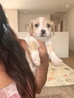 Spots , a male Doxiepoo for sale in San Tan Valley, AZ – 3 of 9