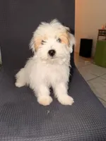 Jasmine , a female Shih Tzu for sale in San Tan Valley, AZ – 7 of 10
