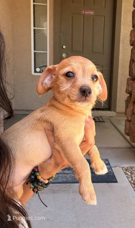 Smiley – Doxiepoo puppy for sale in San Tan Valley, AZ