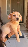 Smiley, a female Doxiepoo for sale in San Tan Valley, AZ – 1 of 10