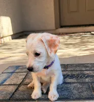 Linda, a female Doxiepoo for sale in San Tan Valley, AZ – 4 of 10