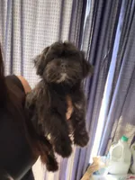 Tom, a male Shih Tzu for sale in San Tan Valley, AZ – 7 of 10