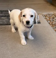 Sparkle , a female Doxiepoo for sale in San Tan Valley, AZ – 3 of 10
