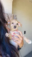 Smiley, a female Doxiepoo for sale in San Tan Valley, AZ – 3 of 10