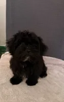 Tom, a male Shih Tzu for sale in San Tan Valley, AZ – 8 of 10