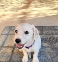 Linda, a female Doxiepoo for sale in San Tan Valley, AZ – 2 of 10