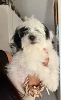 Stella , a female Shih Tzu for sale in San Tan Valley, AZ – 2 of 10