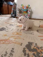 Bobby, a male Doxiepoo for sale in San Tan Valley, AZ – 9 of 10