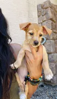 Smiley, a female Doxiepoo for sale in San Tan Valley, AZ – 6 of 10