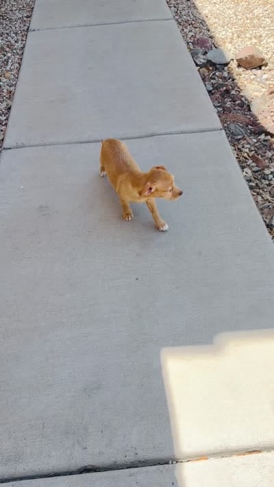 Smiley, a female Doxiepoo for sale in San Tan Valley, AZ – 10 of 10