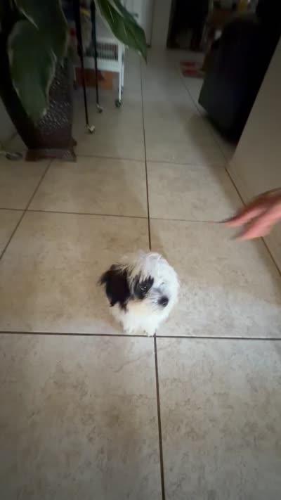 Stella , a female Shih Tzu for sale in San Tan Valley, AZ – 10 of 10
