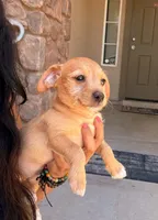 Smiley, a female Doxiepoo for sale in San Tan Valley, AZ – 8 of 10