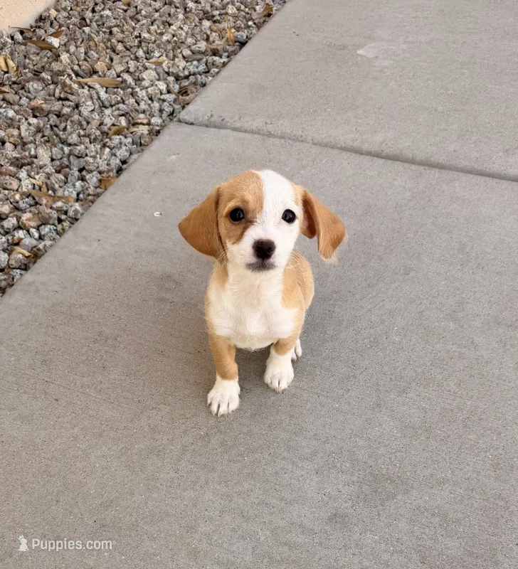 Spotie – Doxiepoo puppy for sale in San Tan Valley, AZ