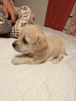 Nena, a female Doxiepoo for sale in San Tan Valley, AZ – 10 of 10