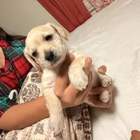 Nena, a female Doxiepoo for sale in San Tan Valley, AZ – 2 of 10