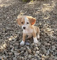 Spotie, a female Doxiepoo for sale in San Tan Valley, AZ – 9 of 10
