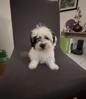 Stella , a female Shih Tzu for sale in San Tan Valley, AZ – 6 of 10