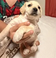 Nena, a female Doxiepoo for sale in San Tan Valley, AZ – 3 of 10