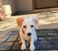 Linda, a female Doxiepoo for sale in San Tan Valley, AZ – 9 of 10