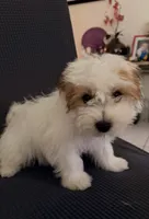 Jasmine , a female Shih Tzu for sale in San Tan Valley, AZ – 8 of 10